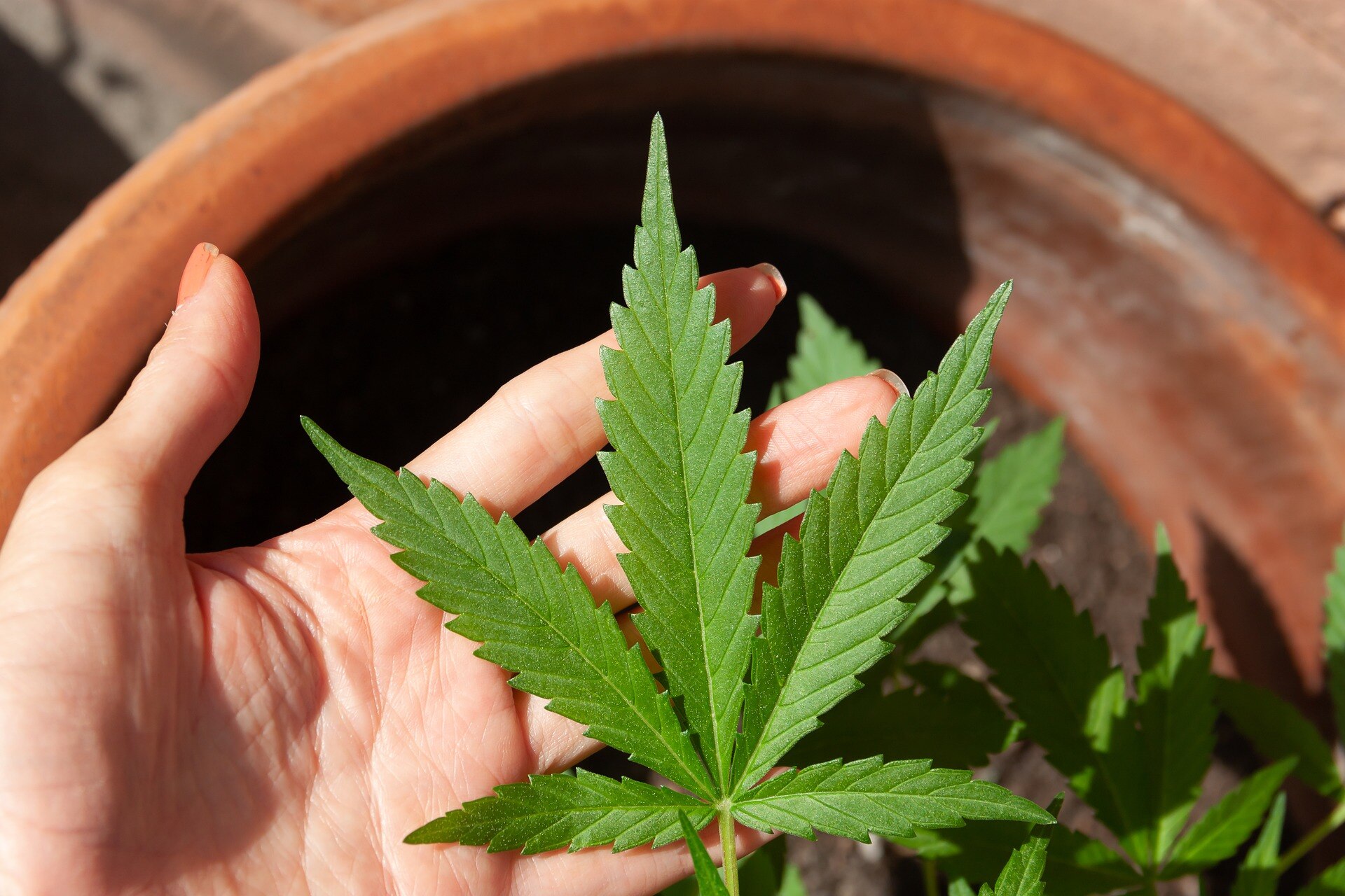 Justiça permite que paciente com autismo plante maconha em casa para tratamento