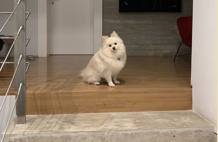 Viúva de Boechat diz que cachorrinha espera pelo jornalista toda noite